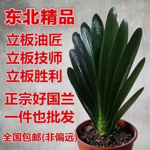 长春精品立板君子兰油匠胜利短叶技师麻脸对版原盆发货红色花正品