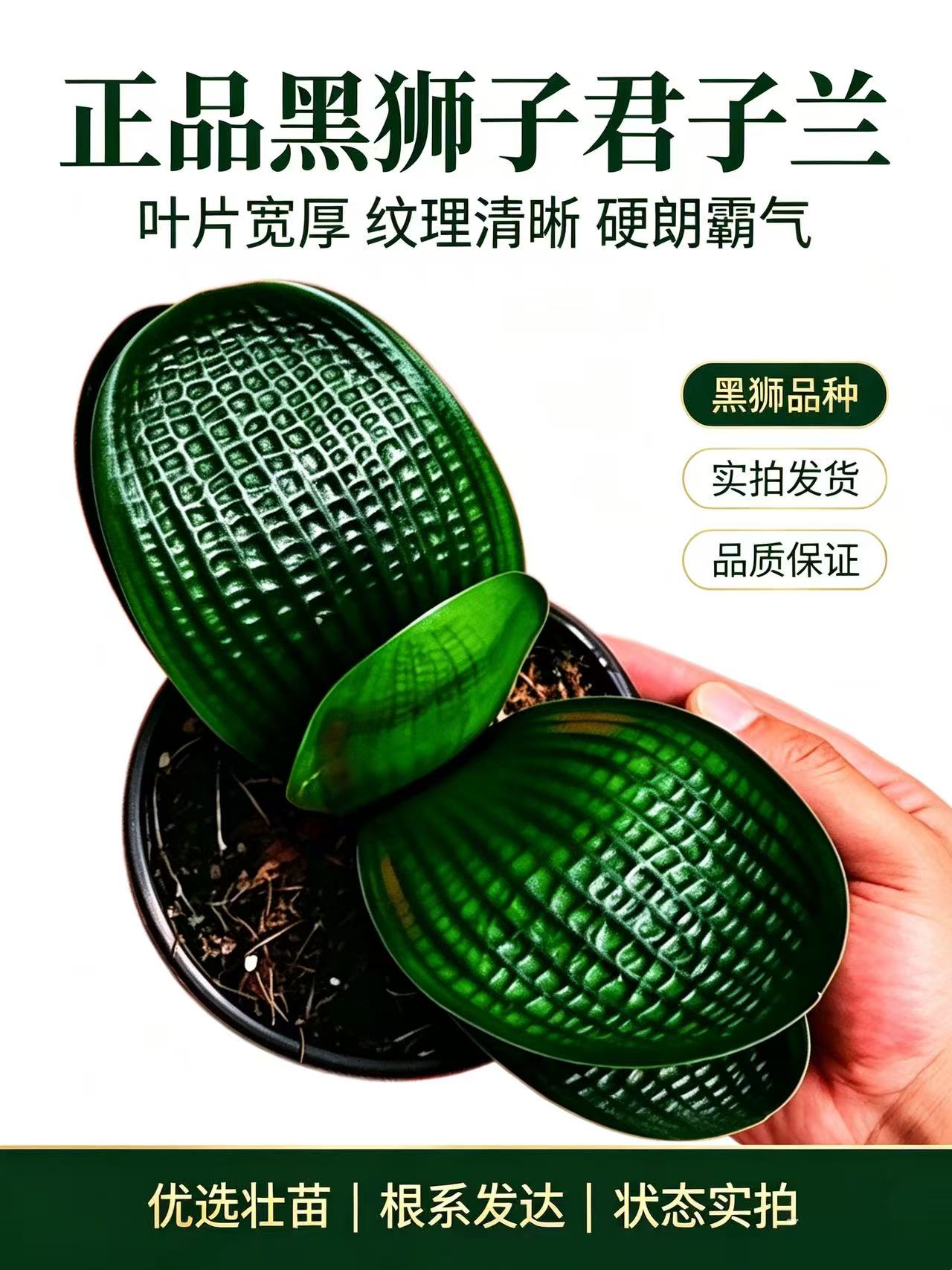 长春精品正宗对版宽叶圆头虎头麻桌面绿植