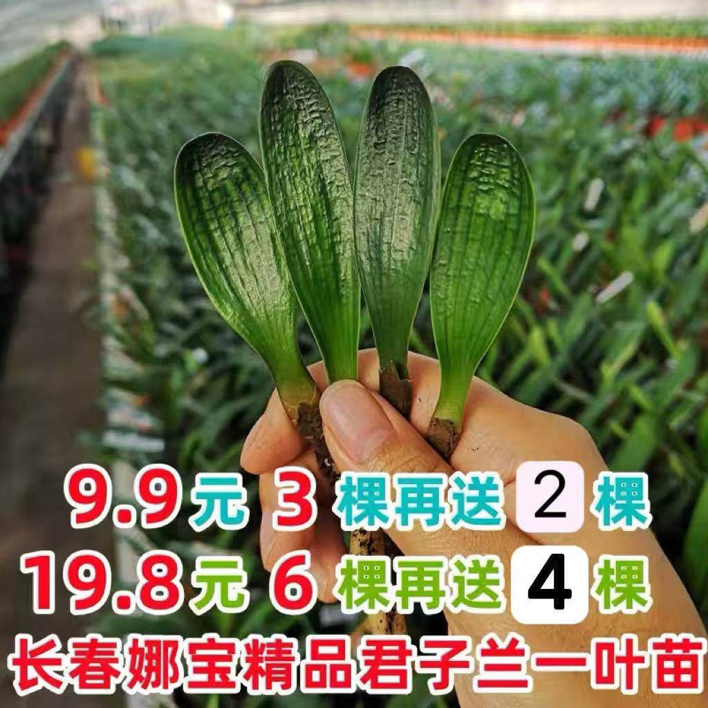 长春精品立板国兰苗立板短叶宽叶麻脸金凤凰红花盆栽绿植,鲜花速递/花卉仿真/绿植园艺,绿植,淘宝优惠券,粉丝福利购,淘宝优惠卷