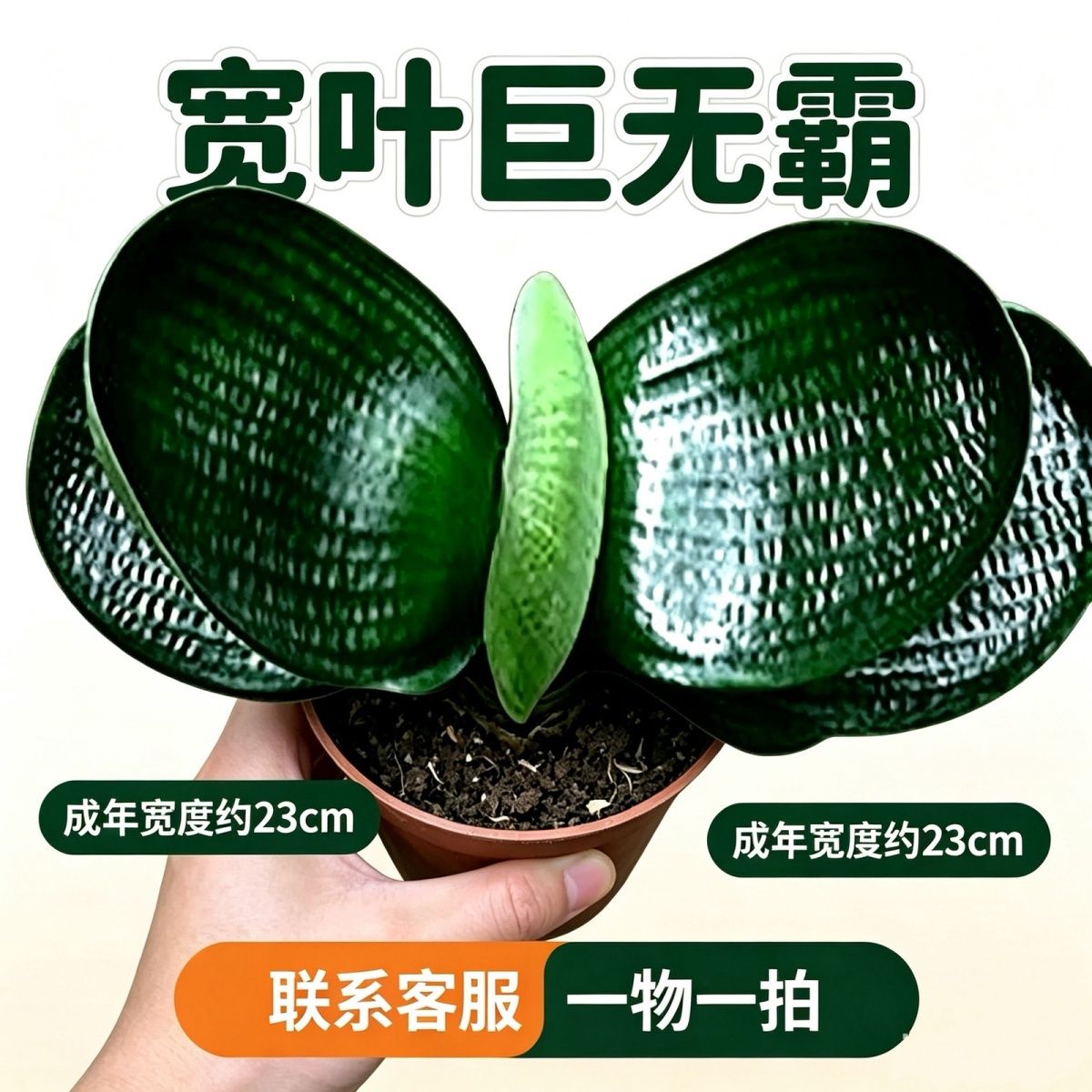 长春正宗对版宽叶圆头虎头和尚短桌面绿植