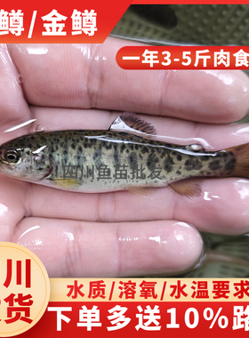虹鳟鱼苗金鳟鱼苗三倍体淡水养殖食用三文鱼苗原生冷水鱼溪流观赏