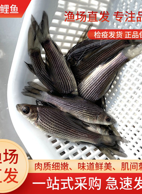 岩鲤原鲤鱼鱼苗黑墨原生鱼高档食用观赏鱼大型淡水养殖活体冷水鱼