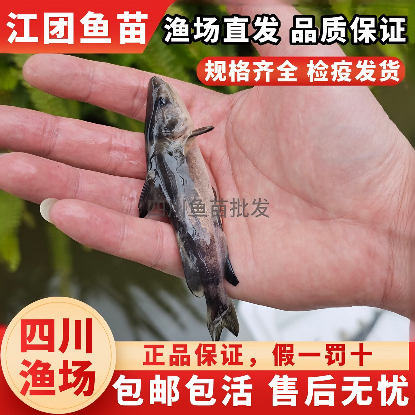 江团鱼苗长吻危鱼苗肥沱鱼危蝗鱼危鱼非叉尾鮰大体型肉食性淡水鱼