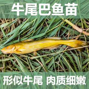 牛尾巴鱼苗黄河拟鲿淡水养殖食用四大家鱼苗混养本地名贵好养耐活