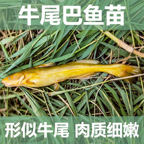 牛尾巴鱼苗黄河拟鲿淡水养殖