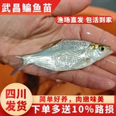 武昌鳊鱼苗淡水养殖食用三角鲂团头鲂扁鱼苗边鱼苗耐活草鳊鳊鱼苗