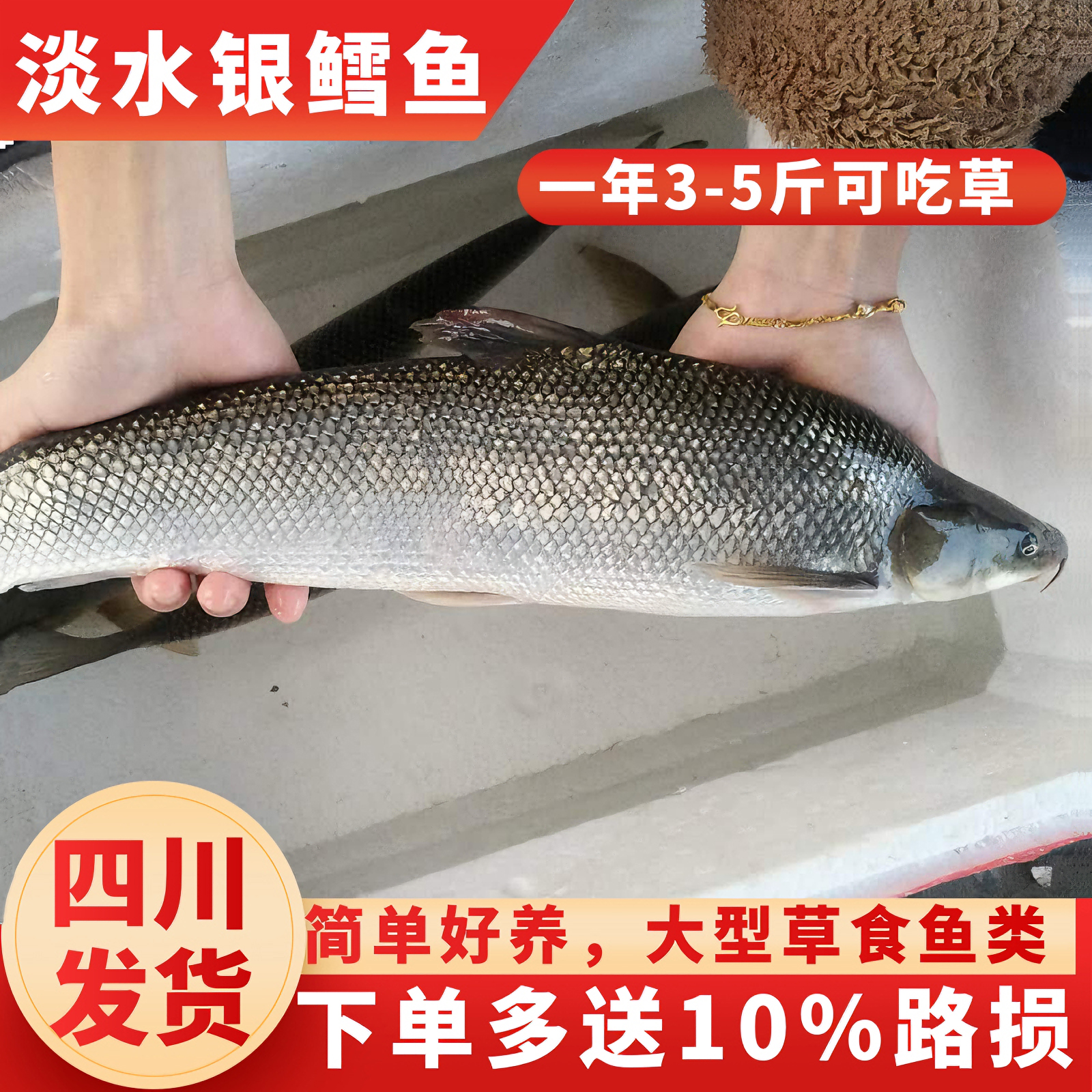 银鳕鱼苗耐养易活银雪鱼吃浮萍