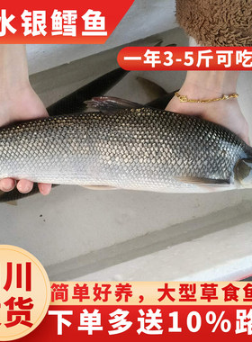 银鳕鱼苗耐养易活银雪鱼吃浮萍