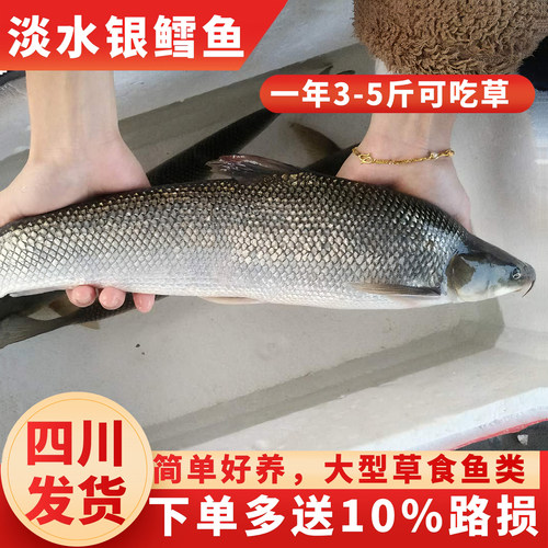 银鳕鱼苗耐养易活银雪鱼吃浮萍