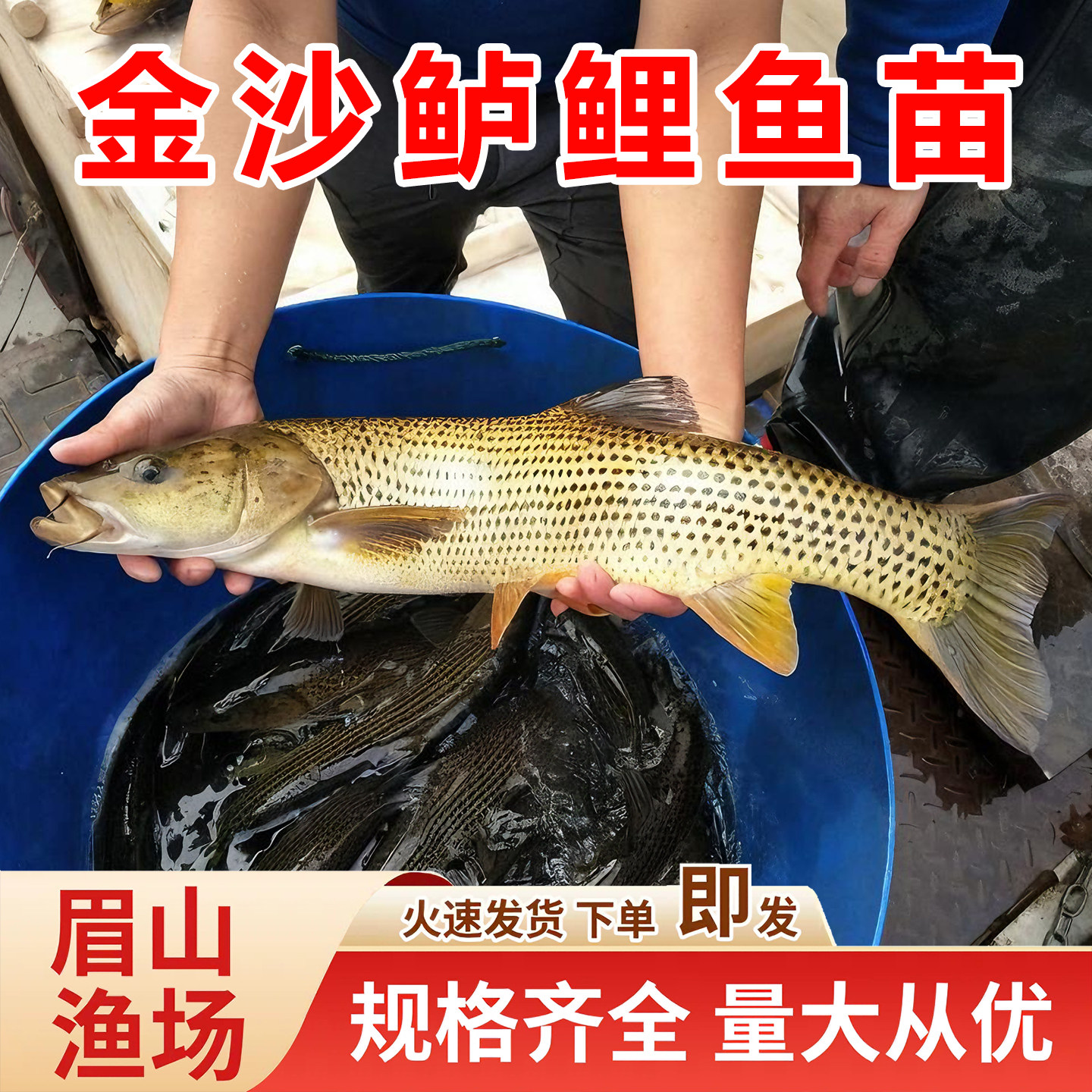 金沙鲈鲤鱼苗大花鱼豹纹花鱼名贵特种稀有原生猛鱼老虎鱼淡水观赏