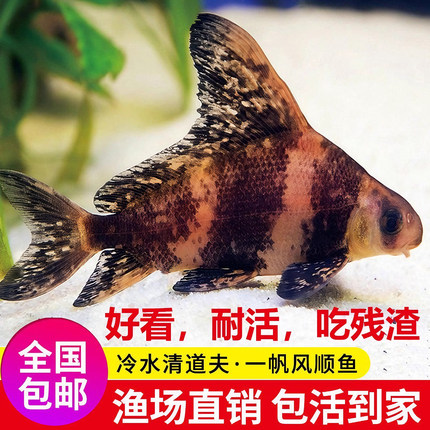 一帆风顺胭脂鱼苗淡水冷水清道夫观赏鱼美人鱼好养耐活清洁工具鱼