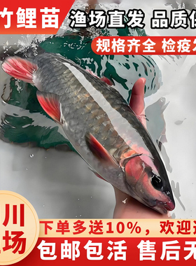 青竹鲤鱼苗竹鲃鲤凤仙子锯齿倒刺鲃淡水红脸冷水原生养殖观赏鱼