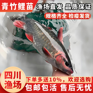 青竹鲤鱼苗竹鲃鲤凤仙子锯齿倒刺鲃淡水红脸冷水原生养殖观赏鱼