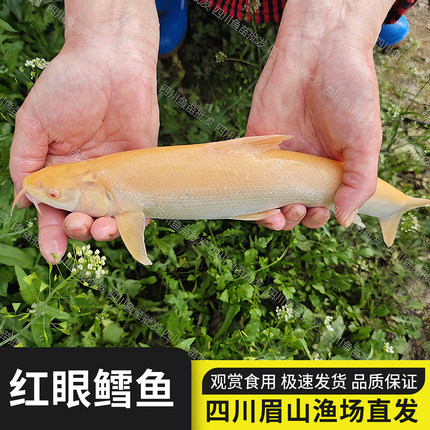 红眼鳕鱼苗赤目红眼银鳕鱼苗淡水鱼冷水银雪鱼观赏鱼食用鱼包活