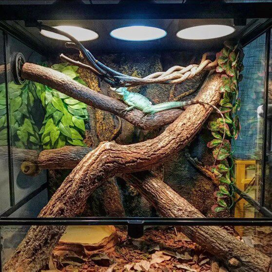 沉木树林香槟树水下森林鱼缸摆件装饰纯天然水陆雨林缸造景爬宠