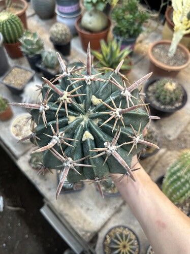 超大凌波仙人球