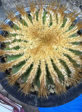 多肉植物仙人球办公室小盆栽金色刺座尤博球