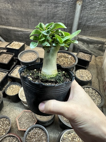 仙人球哥斯拉沙漠玫瑰