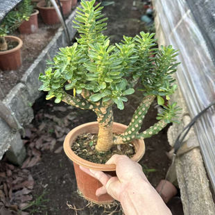 多肉植物仙人球办公室小盆栽无刺霸王鞭大戟科