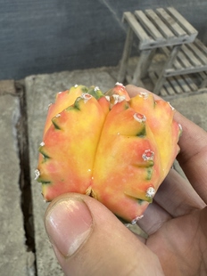 仙人球鸾凤玉锦