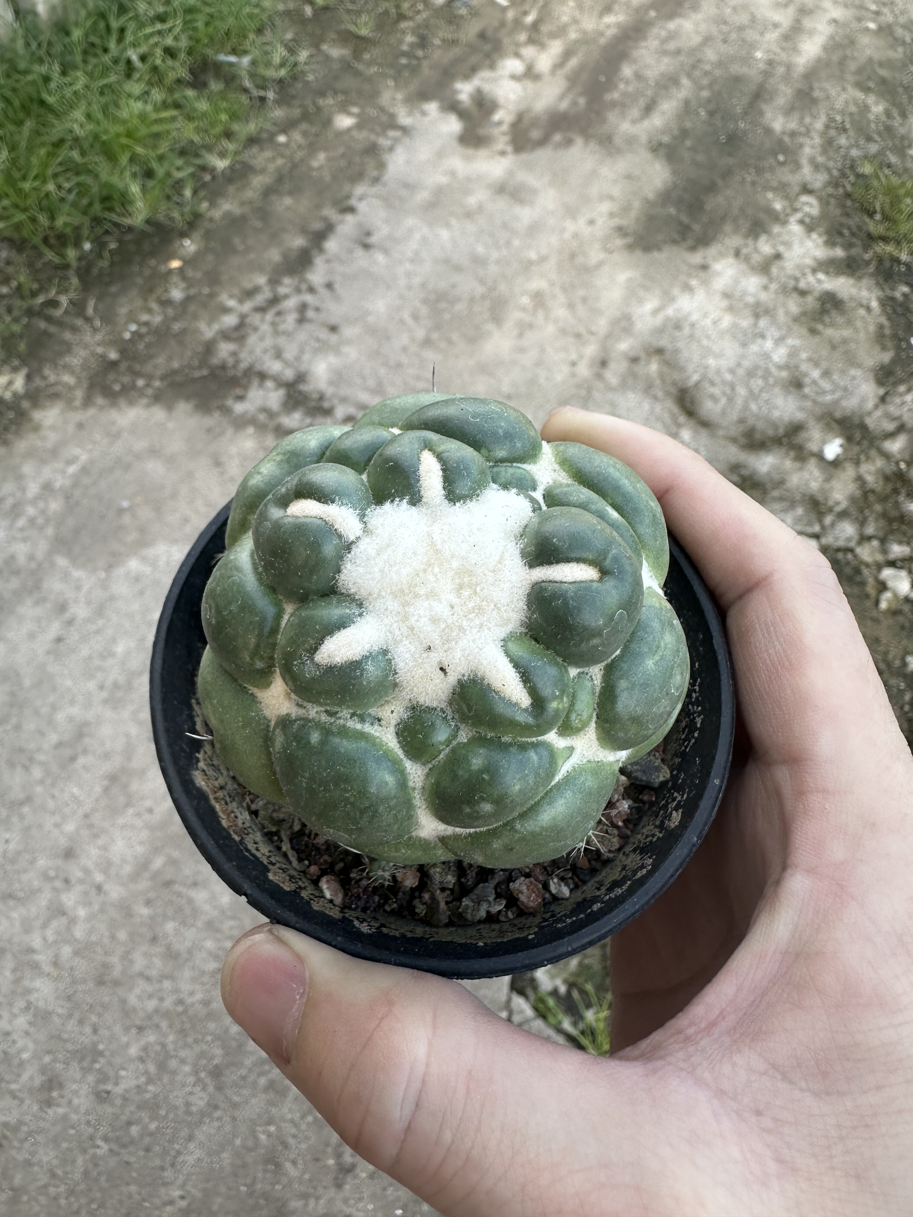 仙人球蜘蛛眼无刺象牙