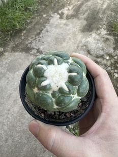 仙人球蜘蛛眼无刺象牙