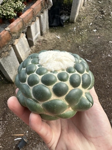 仙人球蜘蛛眼无刺象牙