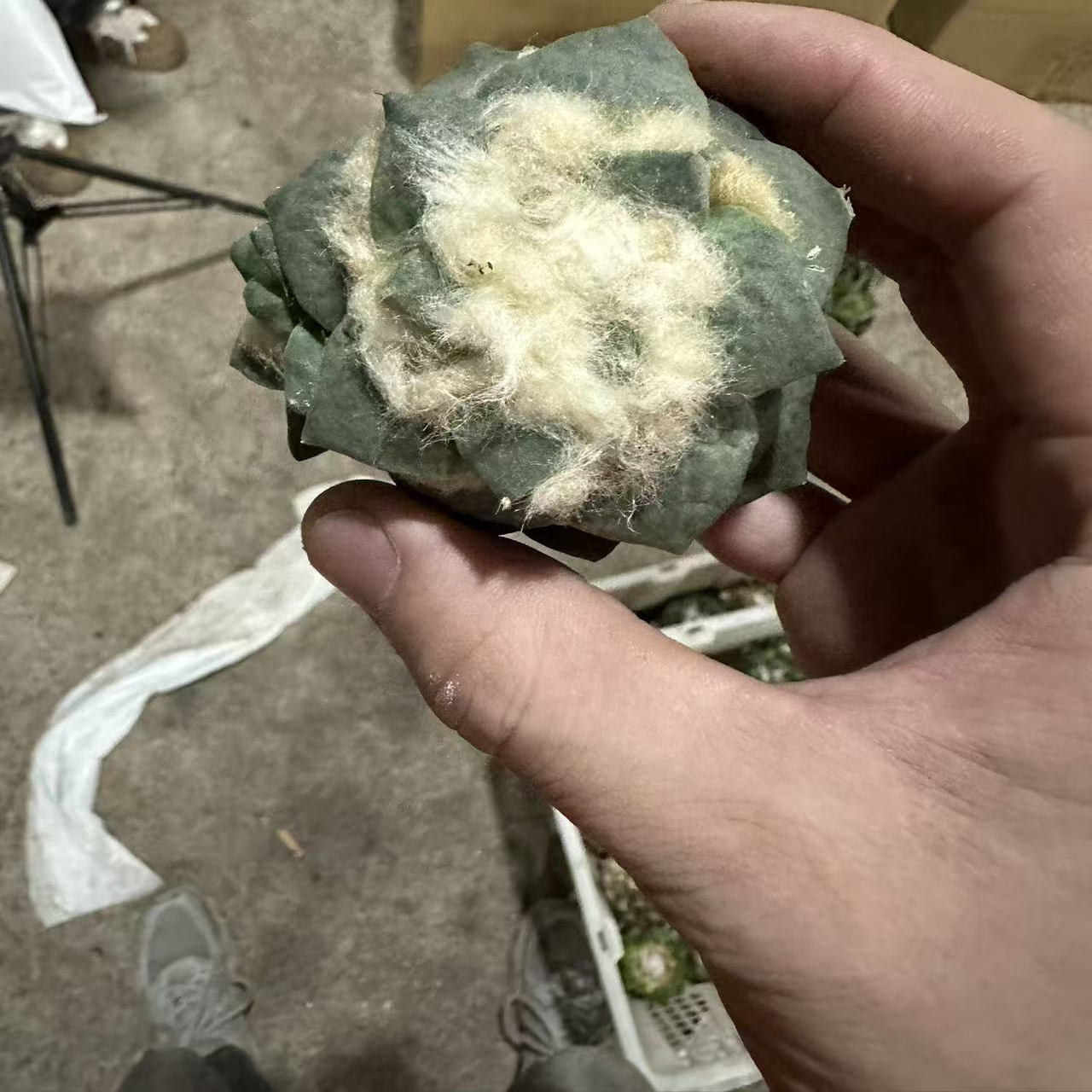 仙人球办公室小盆栽多肉植物