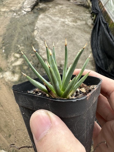 仙人球棉花糖龙舌兰 - 封面