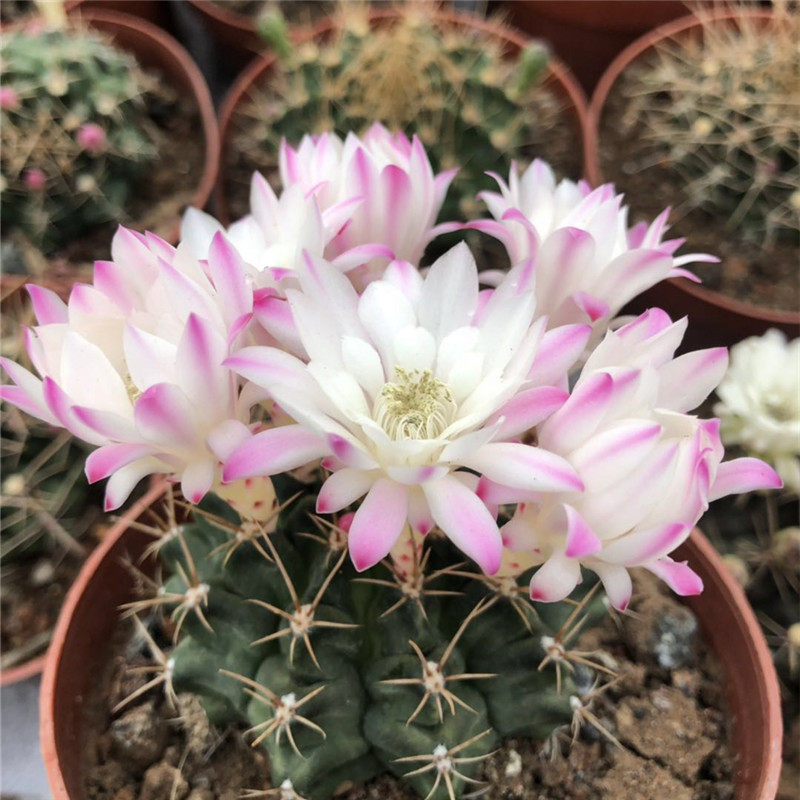 实生仙人球 翠晃冠带花 多肉植物办公室绿植小盆栽满28包邮