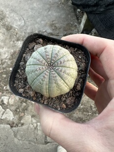 仙人球欧系布纹球