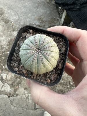 仙人球欧系布纹球