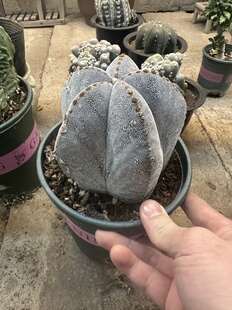 仙人球超大恩冢鸾凤玉落地