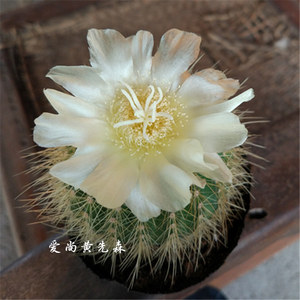 仙人球【金冠】仙人掌 多肉植物 肉肉植物 办公室 防辐射 小盆栽