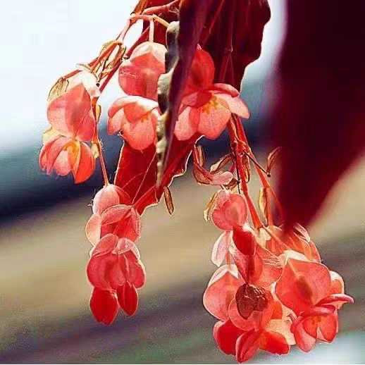 竹节海棠花盆栽大叶斑点四季斑叶竹节秋海棠花卉绿植物室内花好养图片