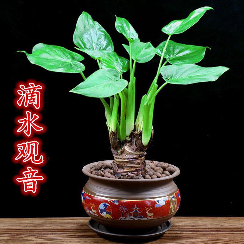 滴水观音千手观音盆栽客厅阳台室外绿植花卉植物四季常青好养活