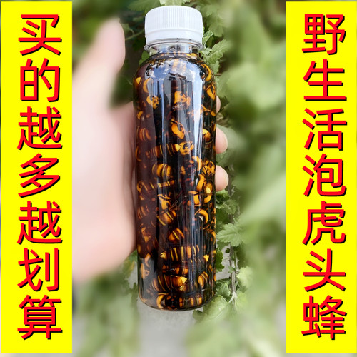 深山野生虎头蜂酒金环黑尾活泡酒虎头蜂活马蜂酒泡酒用材料诱蜂水