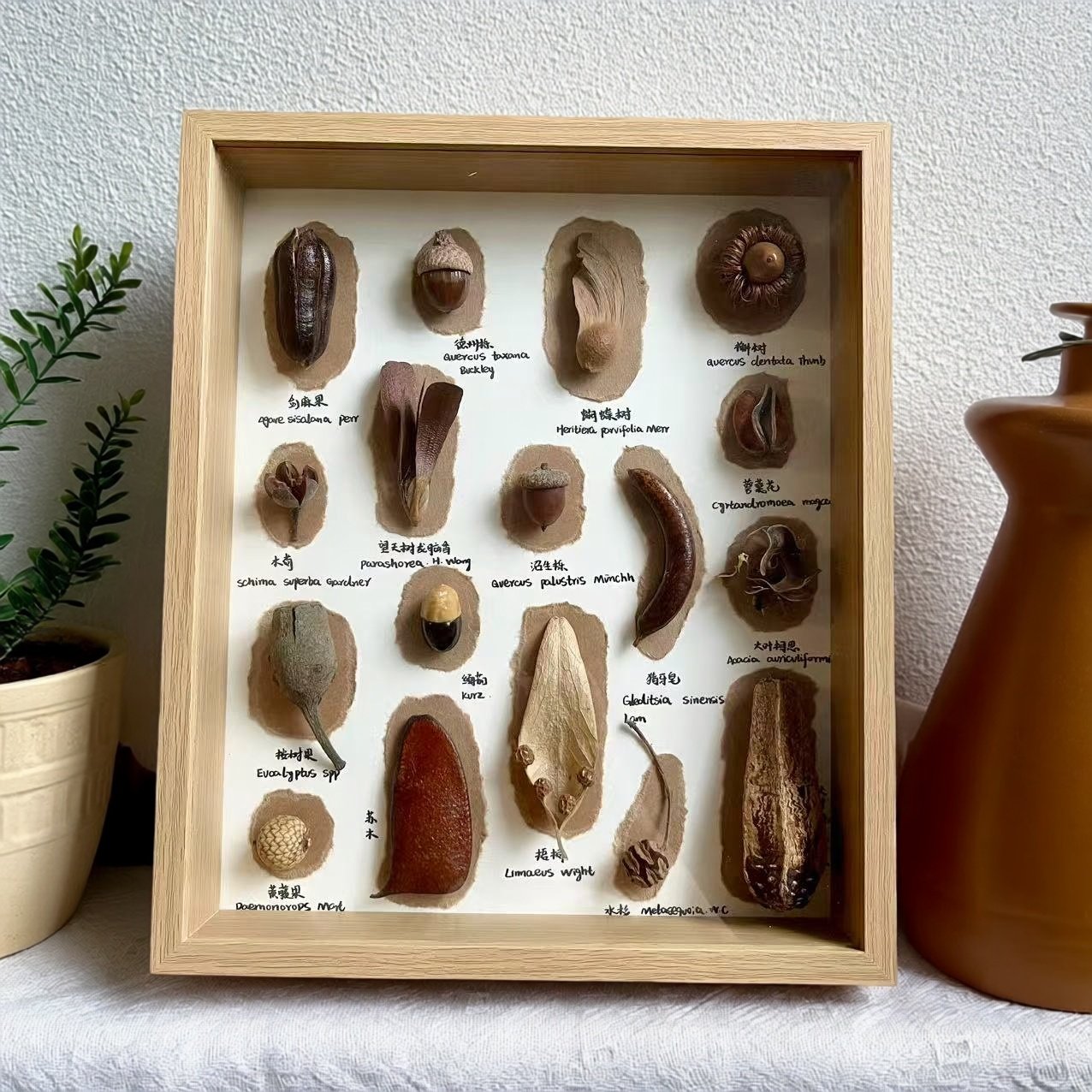 原创设计植物标本生日礼物装饰