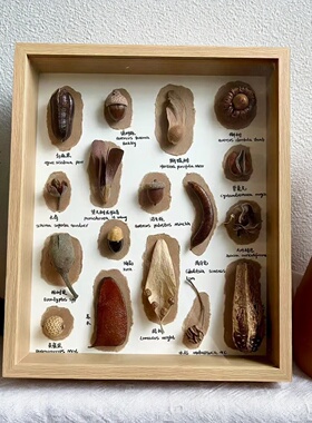 原创设计植物标本生日礼物咖啡店百搭书店氛围感装饰小众桌面摆件