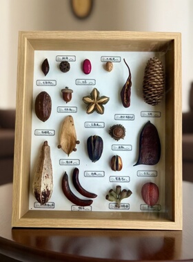 原创设计植物标本生日礼物家装设计百搭装饰小众收藏桌面摆件