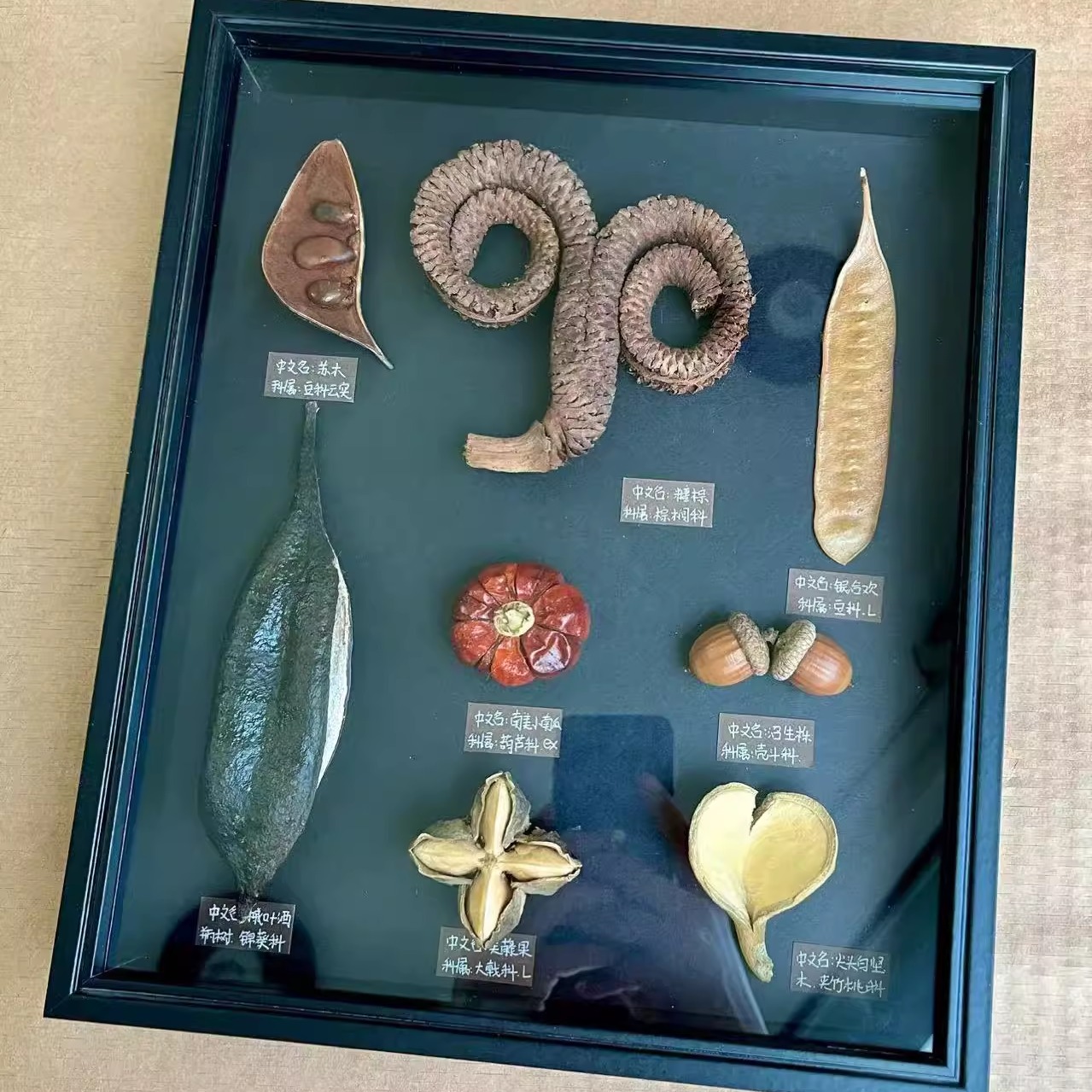 原创设计植物标本生日礼物