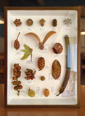百搭软装乔迁植物种子标本装饰画同事礼物小众设计师居家博主好物