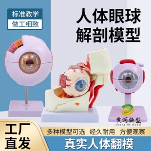 六倍眼球模型 眼睛解剖结构 五官眼科结构 眼眶放大模型 专业版