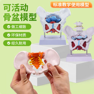 可活动骨盆 子宫分娩助产教学模型女性骨盆肌肉模型及盆底肌模型