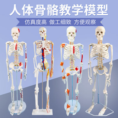 85 170cm人体骷髅骨架可拆卸医学全身骨骼带肌肉解剖模型玩具摆件