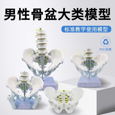 教具男性骨盆附腰椎黄河教学