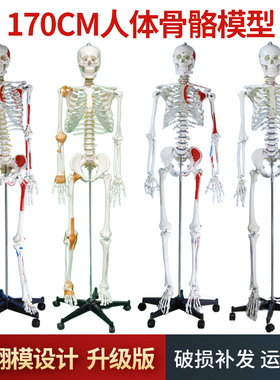 自然大人体骨骼模型 170CM成人大白骷髅标本教学脊椎全身骨架模型
