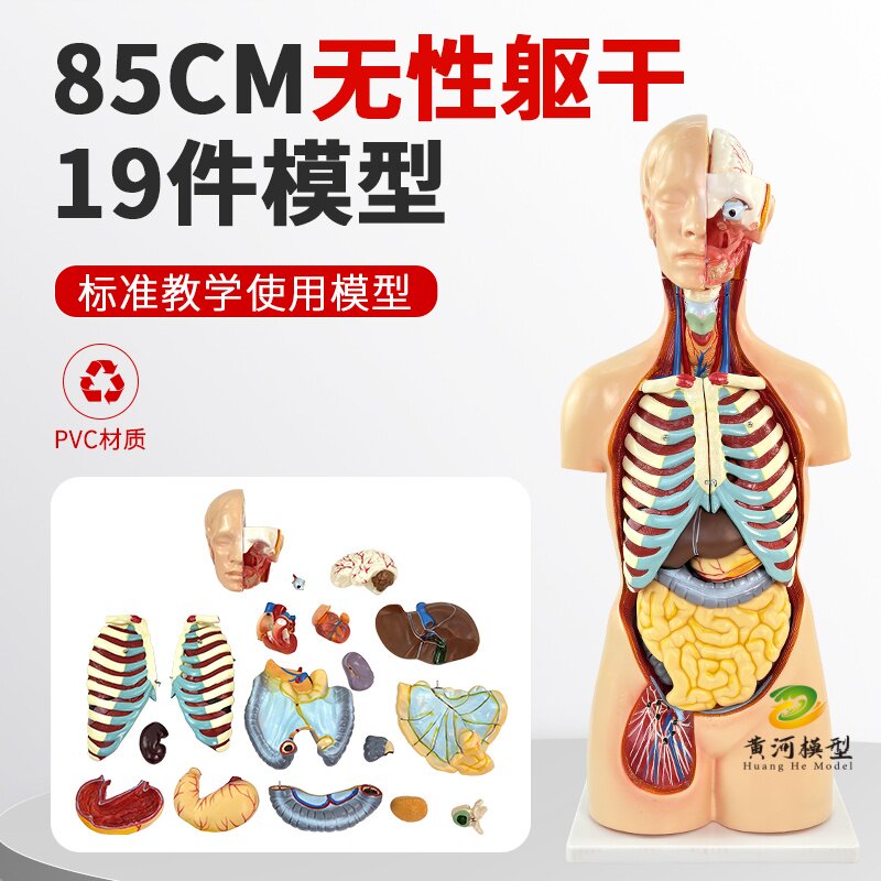 85CM无性躯干可拆19件模型