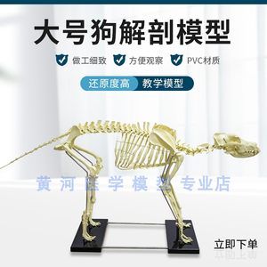 骨骼标本狗骨骼黄河教学