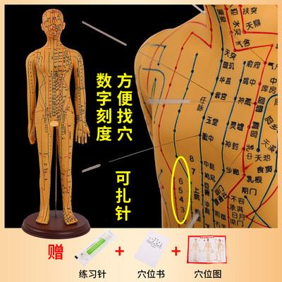 针灸人体模型黄河教学模型